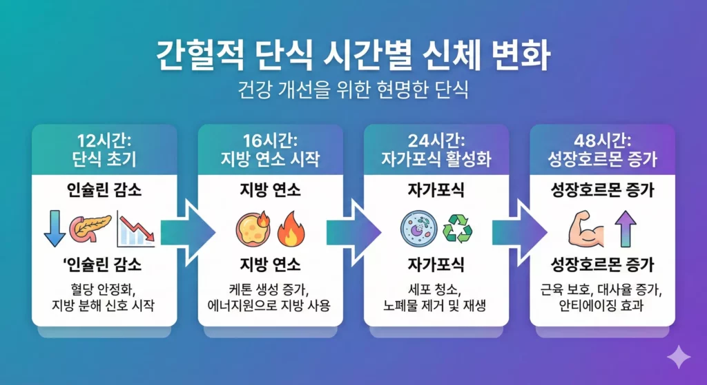 간헐적 단식 신체 변화 타임라인 - 시간대별 대사 효과 인포그래픽