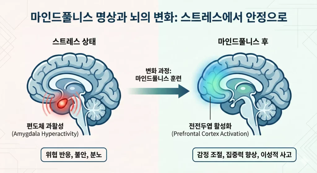 마인드풀니스 뇌 과학 인포그래픽 - 스트레스 반응과 전전두엽 활성화 비교
