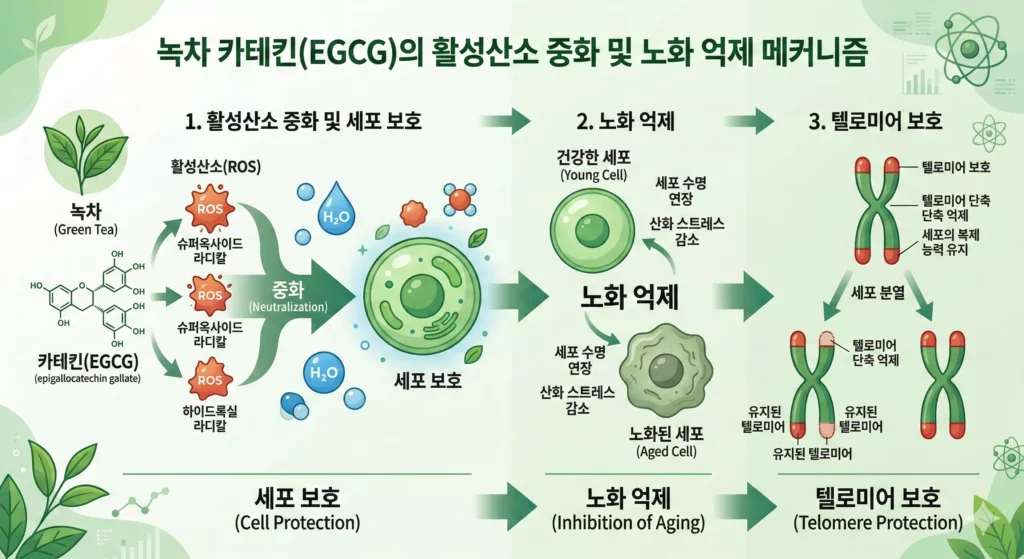 녹차 카테킨 항산화 작용 도식 - 활성산소 중화 메커니즘