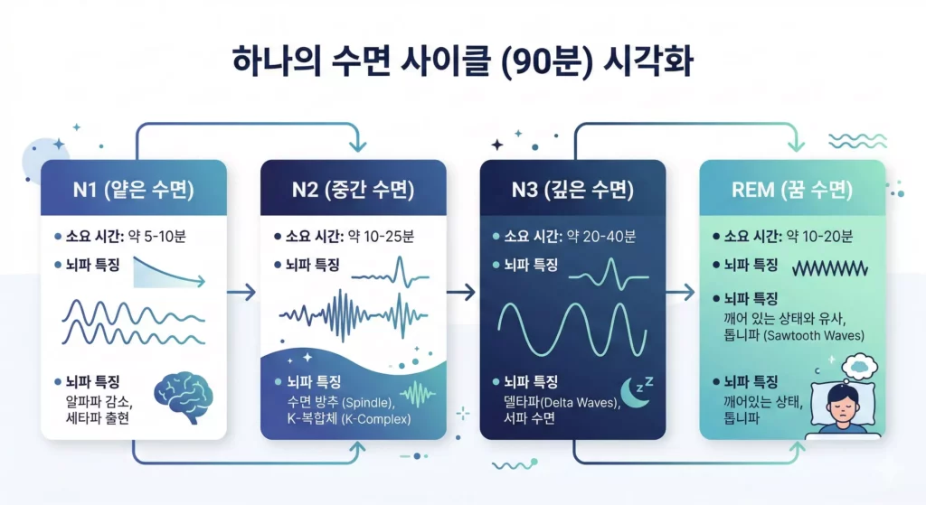 수면 주기 단계 인포그래픽 - NREM 3단계와 REM 수면의 90분 사이클