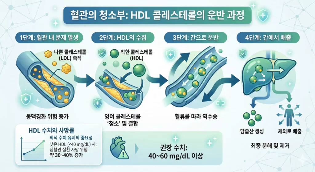 HDL 콜레스테롤이 혈관 청소부 역할을 하는 과정 인포그래픽