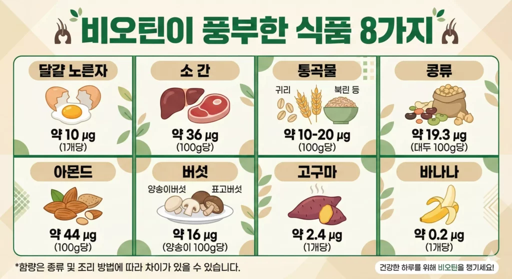 비오틴 풍부한 음식 종류 인포그래픽 - 달걀 견과류 통곡물 버섯